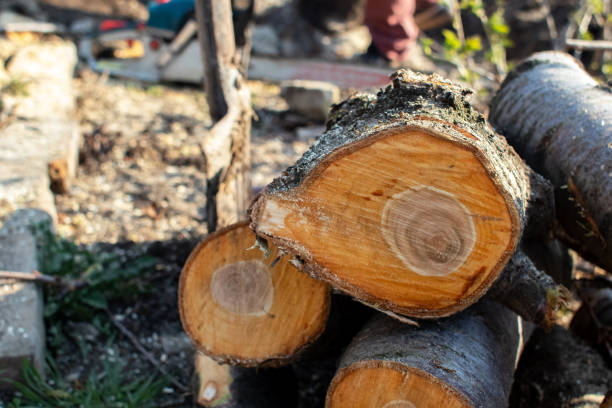 How Our Tree Care Process Works  in  Harlowton, MT