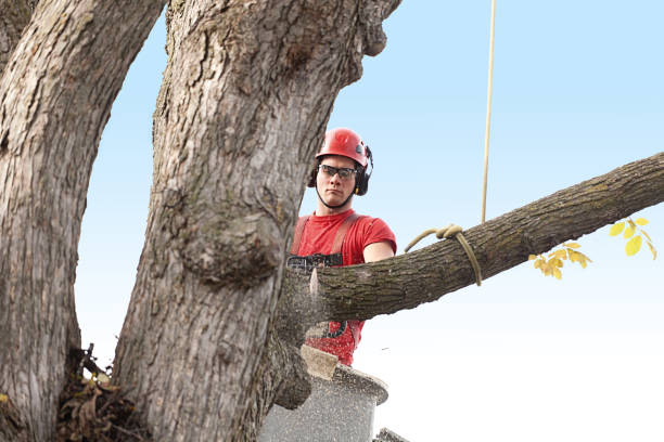 Trusted Harlowton, MT Tree Services Experts